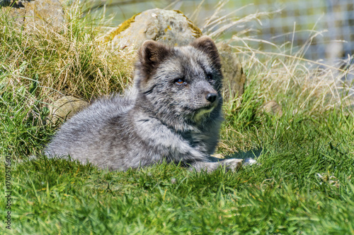 Wolf Cub Lying on Grass
