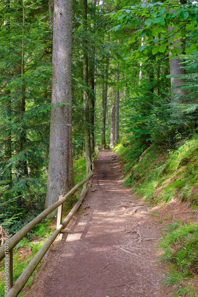 Path through the forest. Path through the forest.