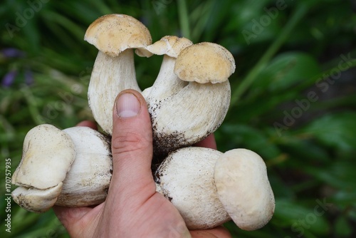 Белые свежие грибы в руке на зелёном растительном фоне