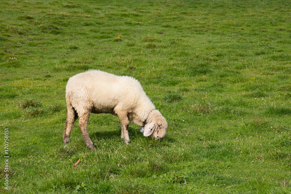 Obraz premium Pecora al pascolo