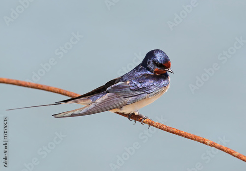 Barn swallow on the blurred grey background. Very close up view.