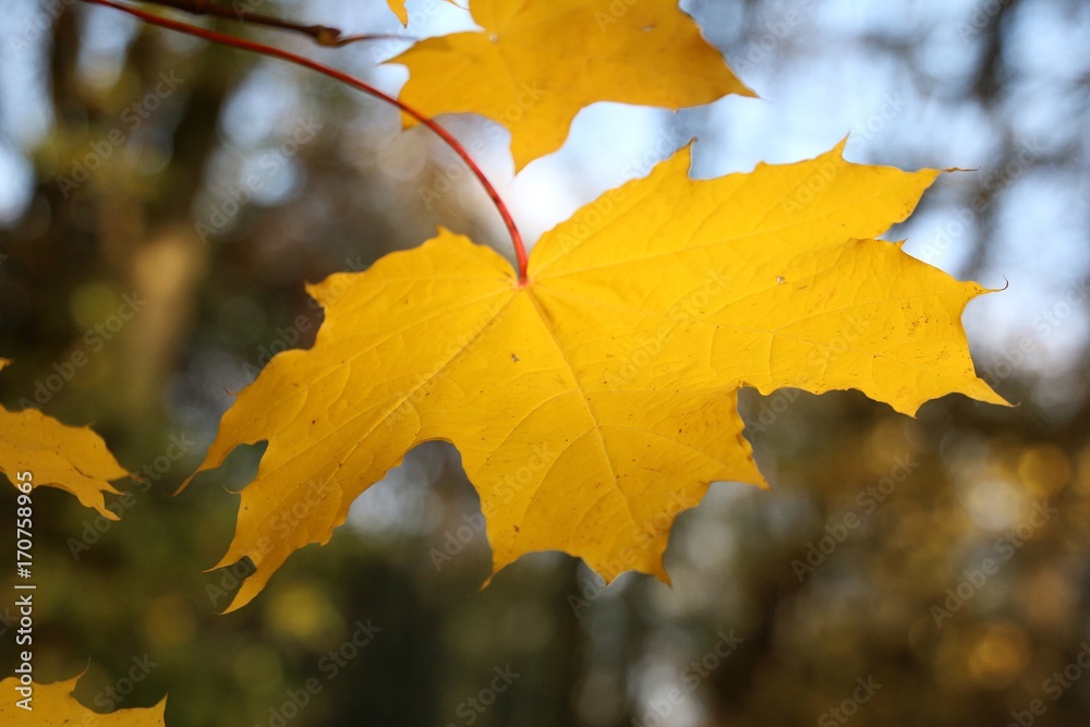 Fototapeta premium gelbes Herbstblatt am Baum