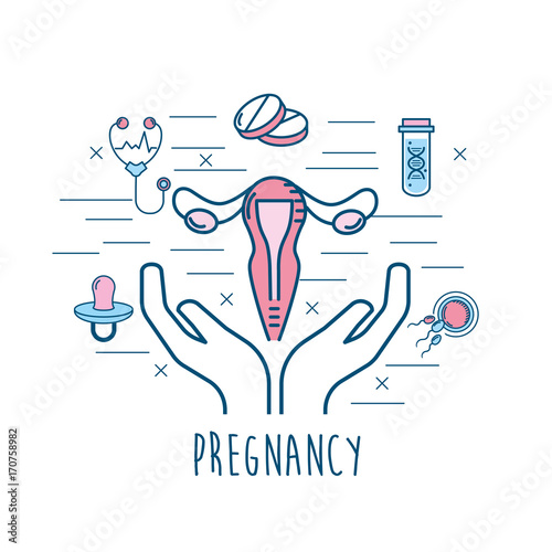 set pregnancy fertilization process to biology reproduction vector illustration