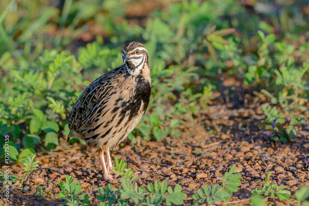 Fototapeta premium Rain Quail or Coturnix coromandelica, beautiful bird standing in meadow with green background.