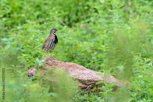 Rain Quail or Coturnix coromandelica, beautiful bird standing on stone with green background. photo