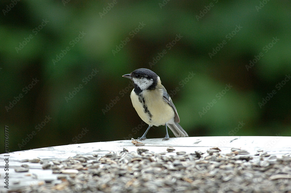 Obraz premium Kohlmeise am Futterplatz