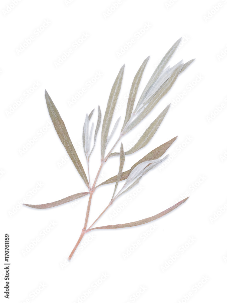 Pressed and dried herbs pattern Pressed and dried herbs pattern
