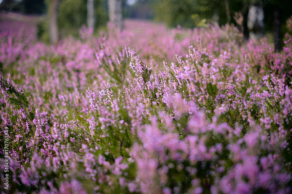 Heideblüte im Büsenbachtal (Lüneburger Heide) Heideblüte im Büsenbachtal (Lüneburger Heide)