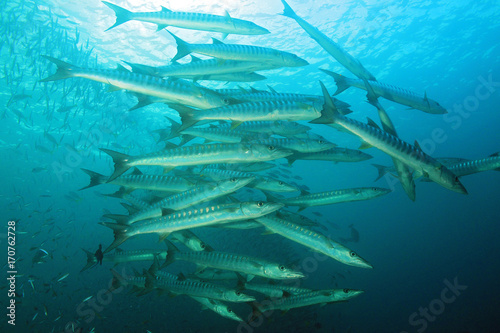 School of Blackfin Barracudas (Sphyraena qenie, aka Chevron Barracuda, Blacktail Barracuda). Raja Ampat, Indonesia