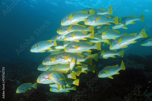 School of Diagonal-banded Sweetlips (Plectorhinchus lineatus, aka Yellowbanded Sweetlips). Dampier Strait, Raja Ampat, Indonesia photo