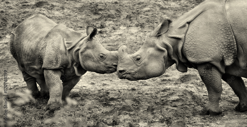 Fototapeta premium Beautiful retro photo of One Horned Rhinoceros. Close up photo of an adult rhino and calf rhino. Amazing wildlife of a National Reserve. Creative artwork. Black & White photography. Wonderful vintage