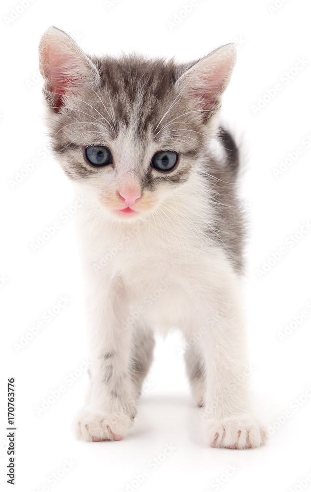 Small gray kitten. Small gray kitten.