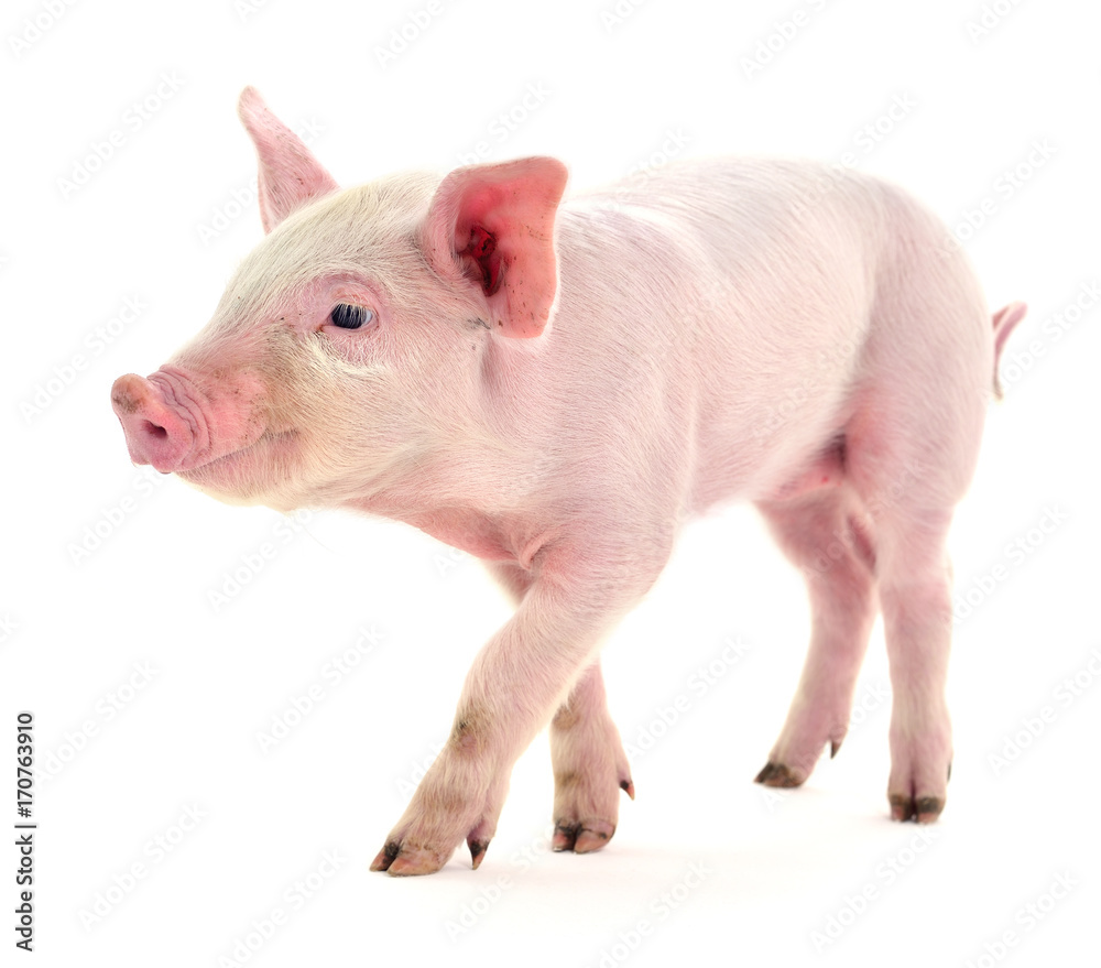 Pig on white. Pig on white.