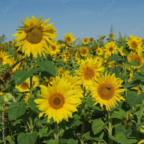 Large sunflower against blue sky in summer