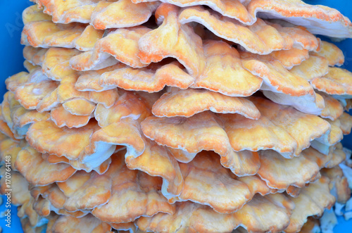 Fototapeta Naklejka Na Ścianę i Meble -  
An array of mushrooms.