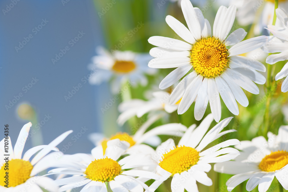 Fototapeta premium Chamomile among flowers