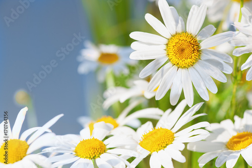 Chamomile among flowers