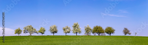 blooming trees in a row at the horizon