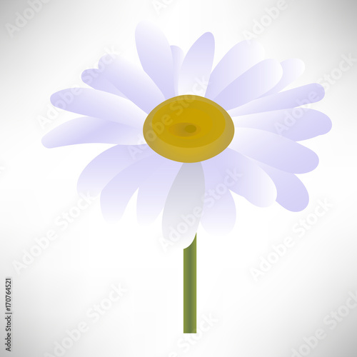 Chamomile. Flower head close up. Isolated on white background. Vector illustration.