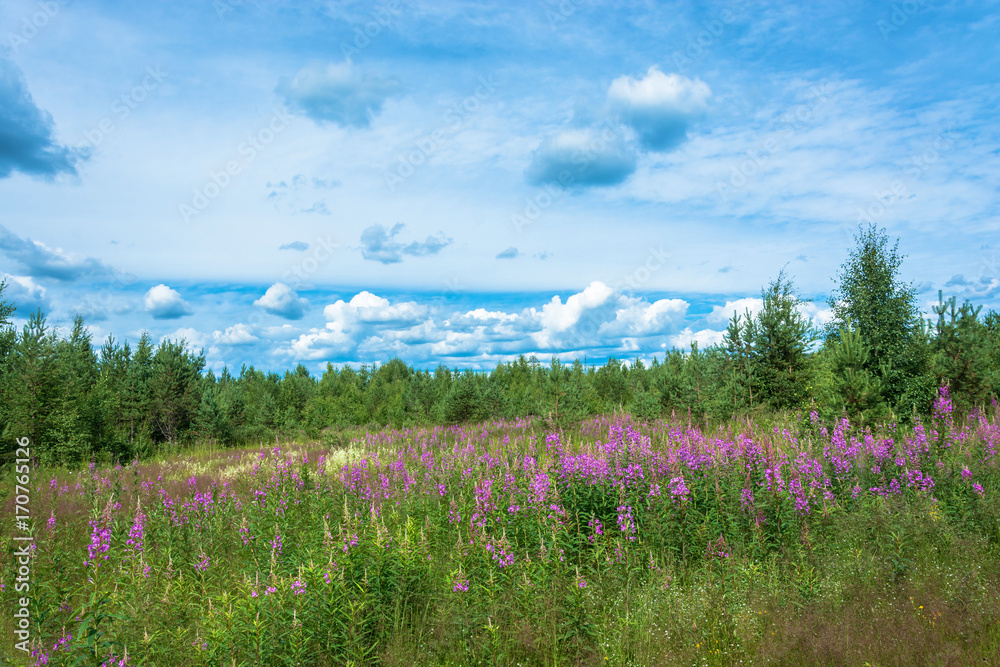 Obraz premium Thickets of blooming fireweed.
