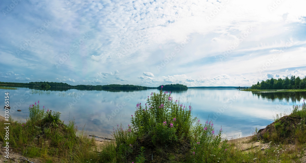 Fototapeta premium Flowers of fireweed on the shore of the lake.