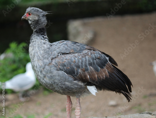 Southern screamer