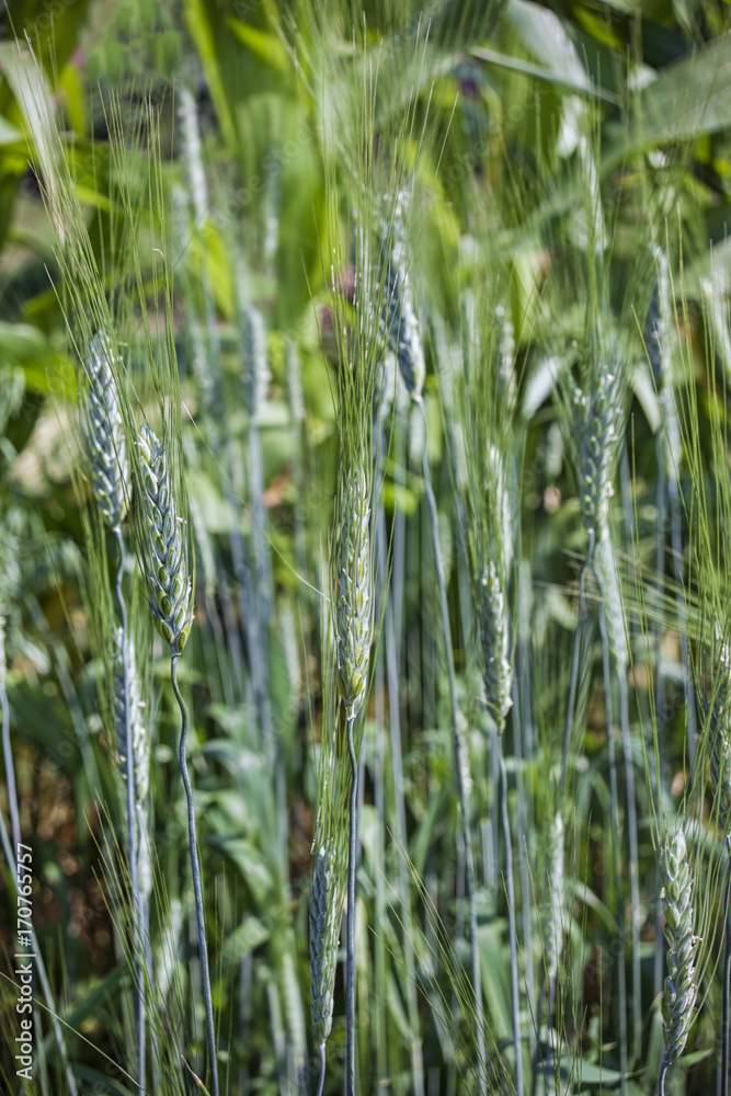 Young blue-green sprouts rye close-up. Young blue-green sprouts rye close-up.