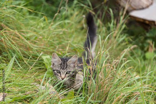 Katzenbaby schleicht in der Wiese photo