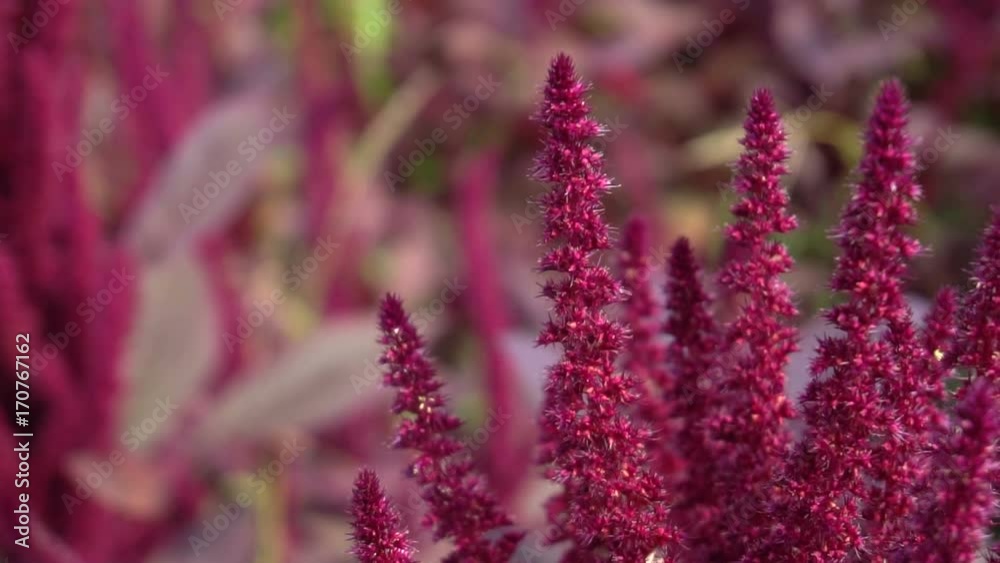 Red amaranth (Amaranthus cruentus) inflorescence closeup on sunny day