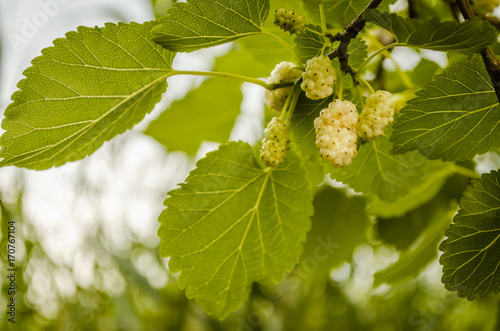 Mature fruit of the white mulberry 