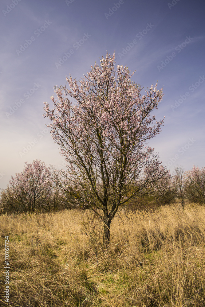 Almond tree in Hustopeče Czech Republic
