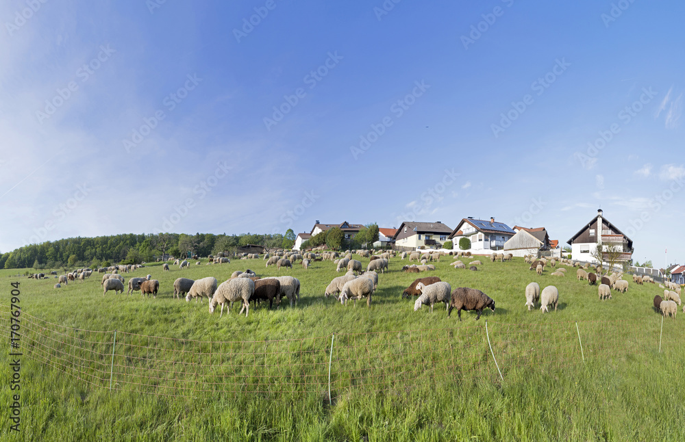 herd of sheeps grazing at the meadow