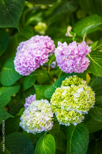 Colorful flowers hydrangeas