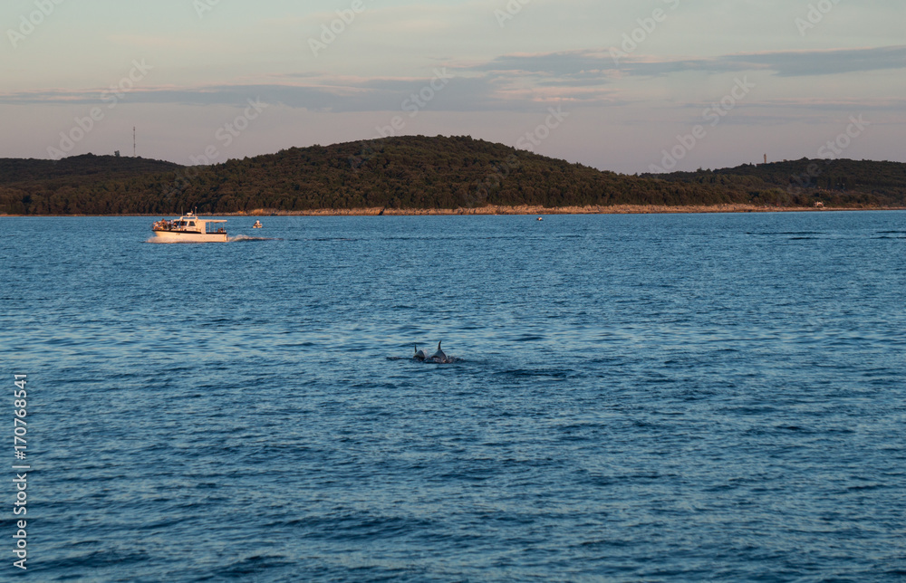 Dolphins at dusk in the Adriatic sea