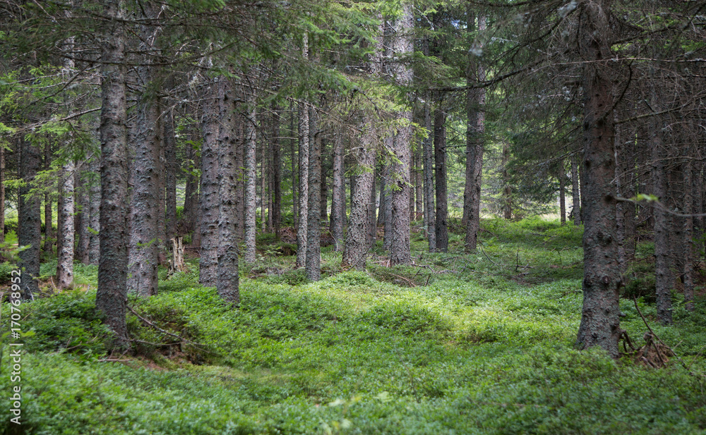 Obraz premium Coniferous forest in southern Austria