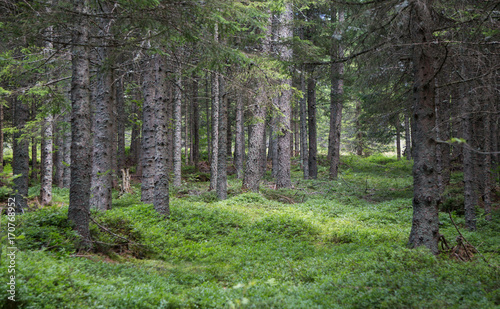 Coniferous forest in southern Austria