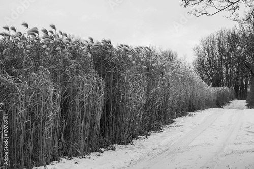 Tall grass field in winter (desaturated)