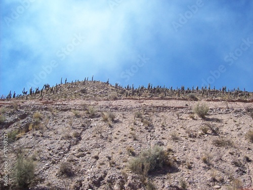 cactos Jujuy 