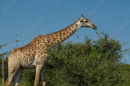 south africa giraffe