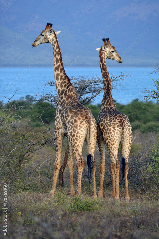 Obraz premium south africa giraffe