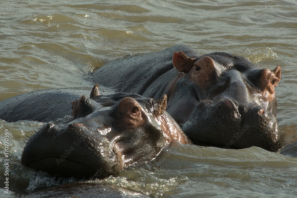 South Africa two hippos South Africa two hippos