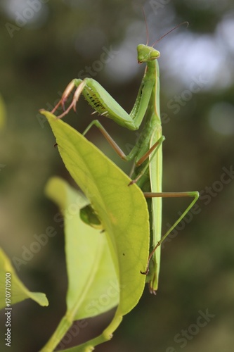 Mante religieuse sur une feuille de citronnier photo