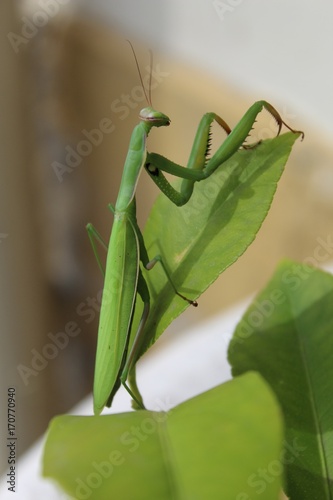 mante religieuse sur un citronnier photo