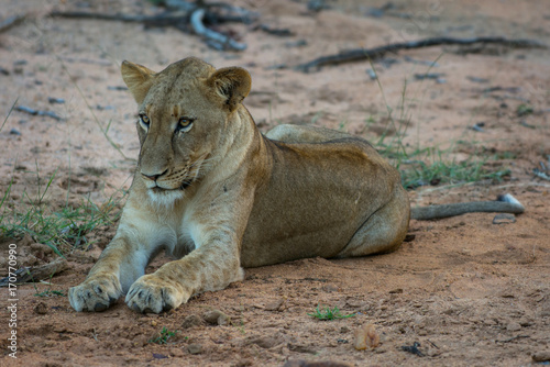 south africa lion