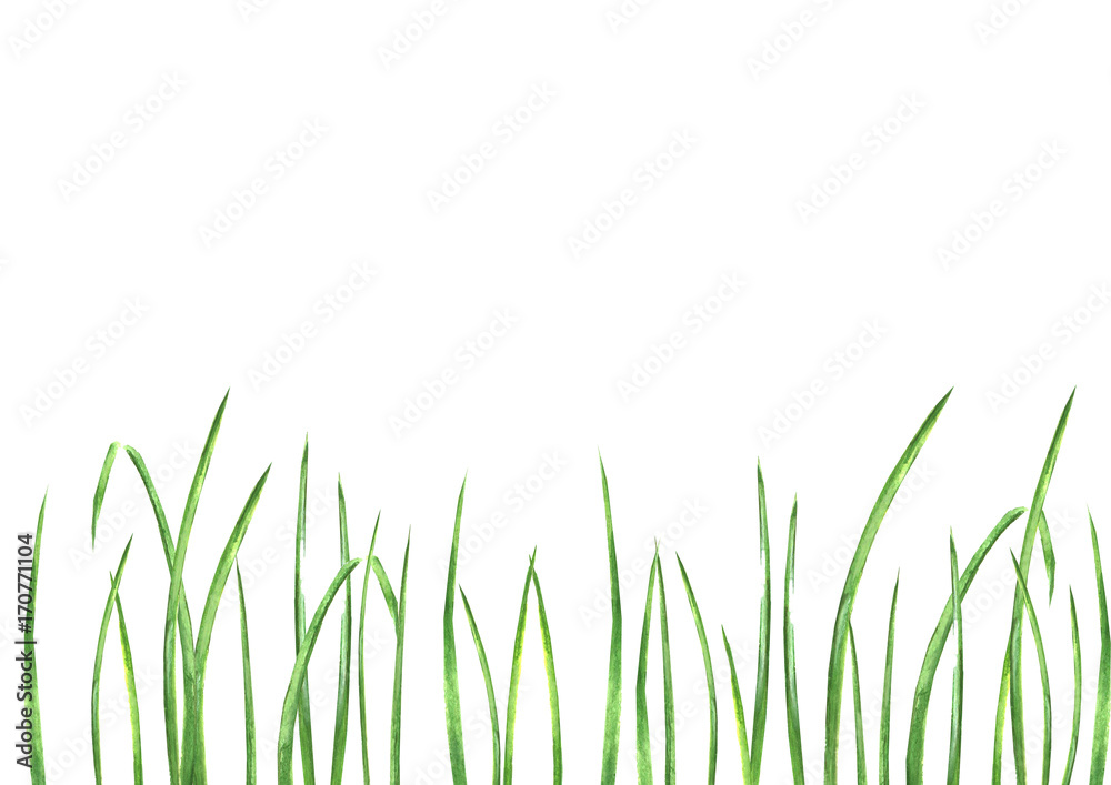 Summer grass background Summer grass background