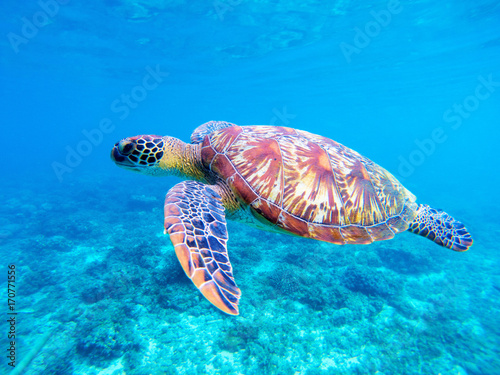 Green sea turtle closeup. Big green sea turtle closeup. Marine species in wild nature.
