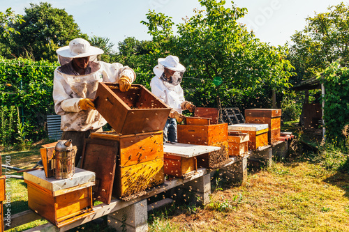 honey production and bees keeping photo