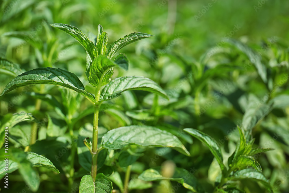 Fresh green mint in garden Fresh green mint in garden