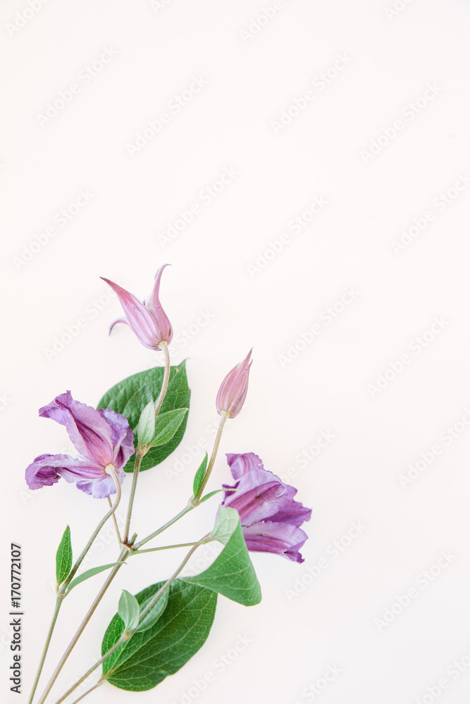 Purple Clematis flowers Purple Clematis flowers