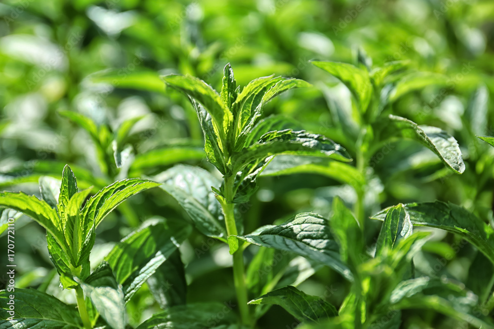 Obraz premium Fresh green mint in garden